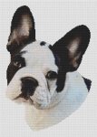 (image for) Spotted French Bulldog